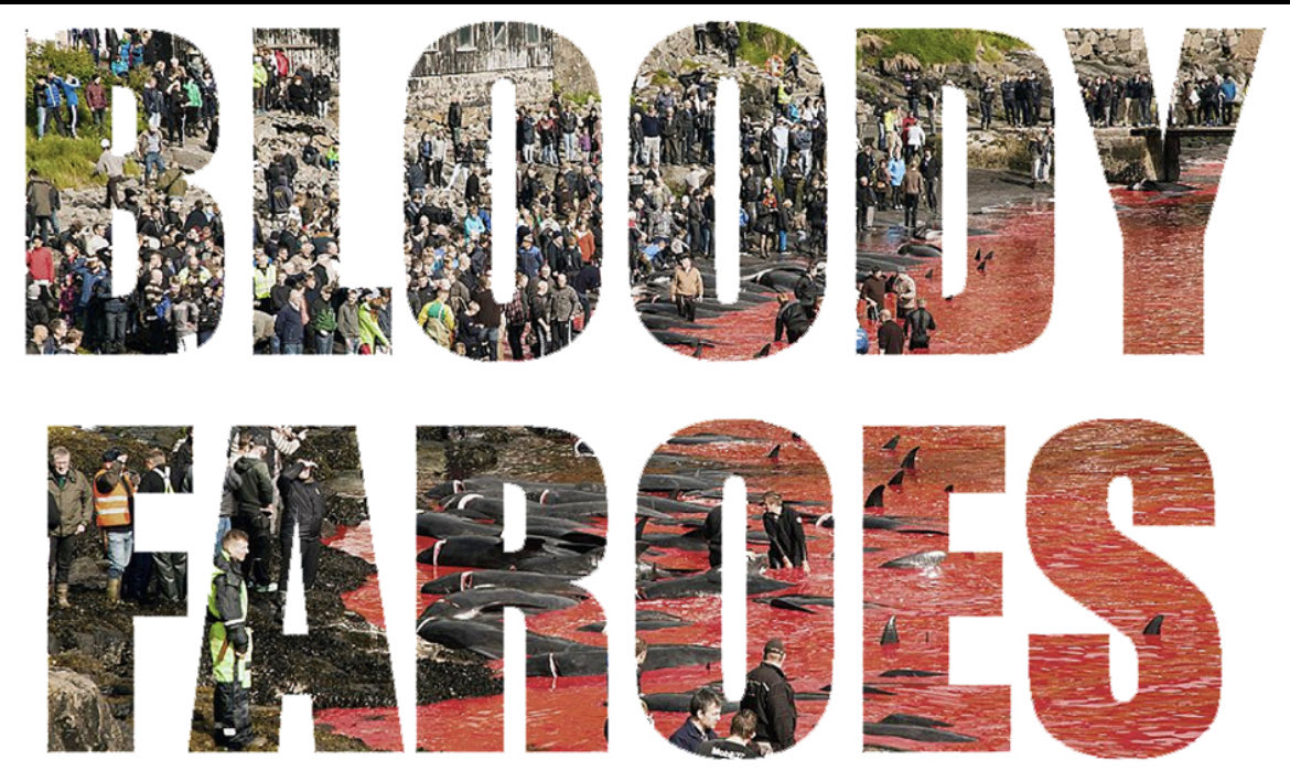 Filthy murdering savages #DontVisitFaroe #FaroeIslands #BoycottFaroeIslandsSalmon