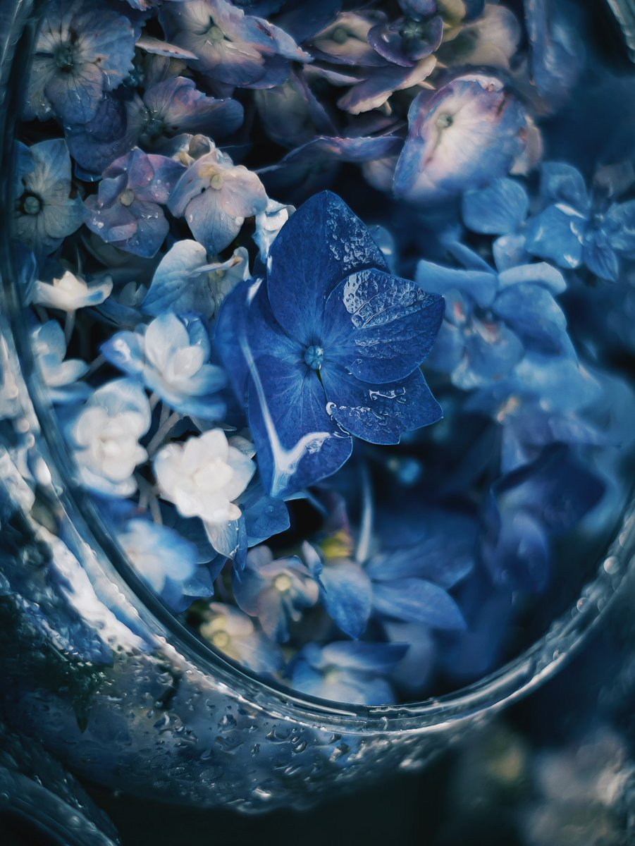 初夏の暑さを和らげてくれる青色紫陽花