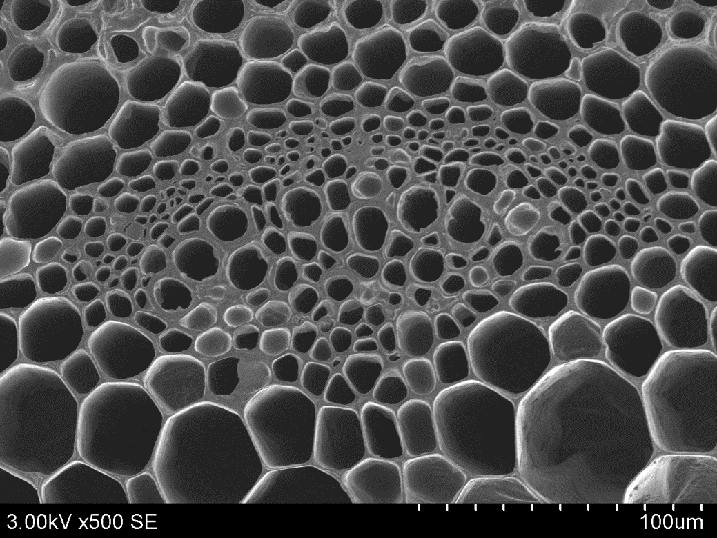 Happy National Love a Tree Day 🌲🍃🌳 ! (May 16th) #ElectronMicroscope #electronmicroscopy #NationalLoveATreeDay Cross section of dianthus department of dicotyledonous plant stem, treated with 10 % IL1000 (Ionic Liquid) For more details, visit youtube.com/watch?v=rXcR3j…