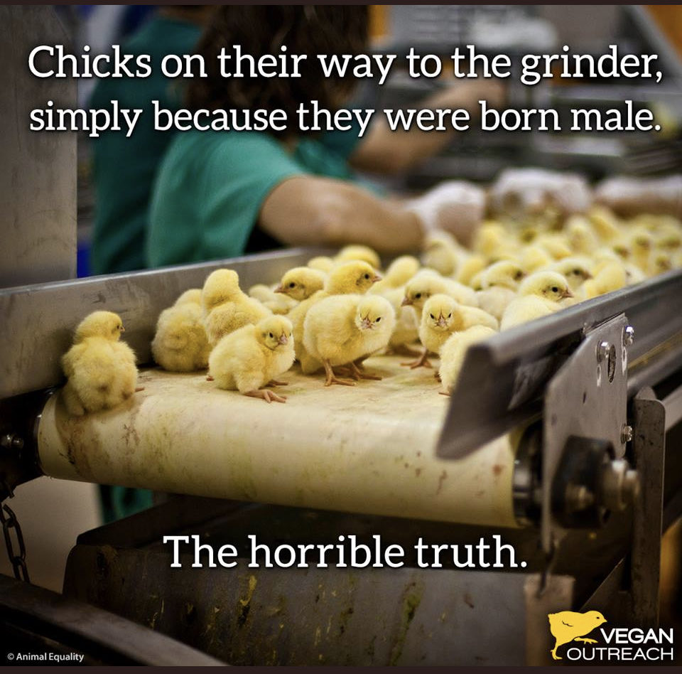 Animals are not “waste products” #EggTruth #GoVegan