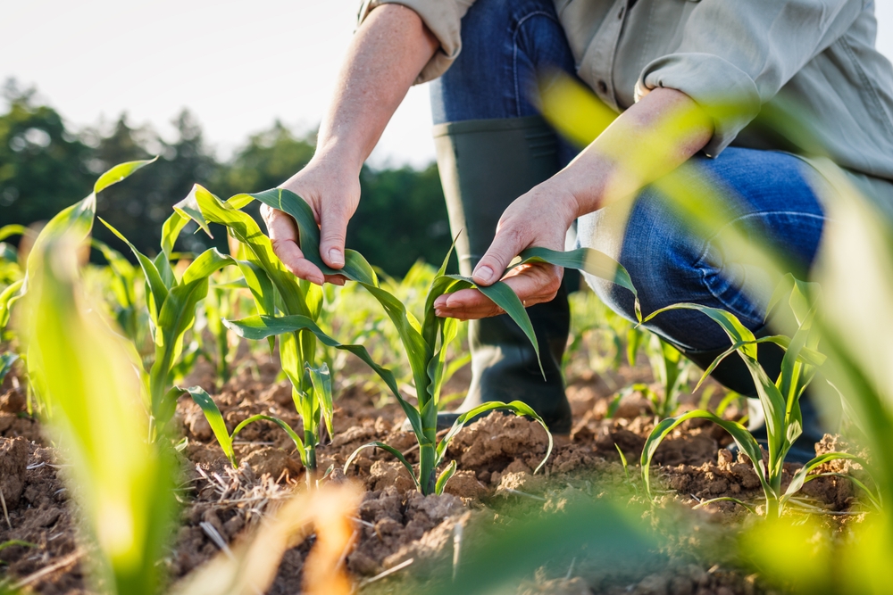 Are you farming your land organically as part of the Organic Farming Scheme? 🚜 You must follow the scheme rules to make sure you qualify for your payments. If you don’t, you may be removed from the scheme and have to return the money you got. See 👉 bit.ly/OrganicFarming…