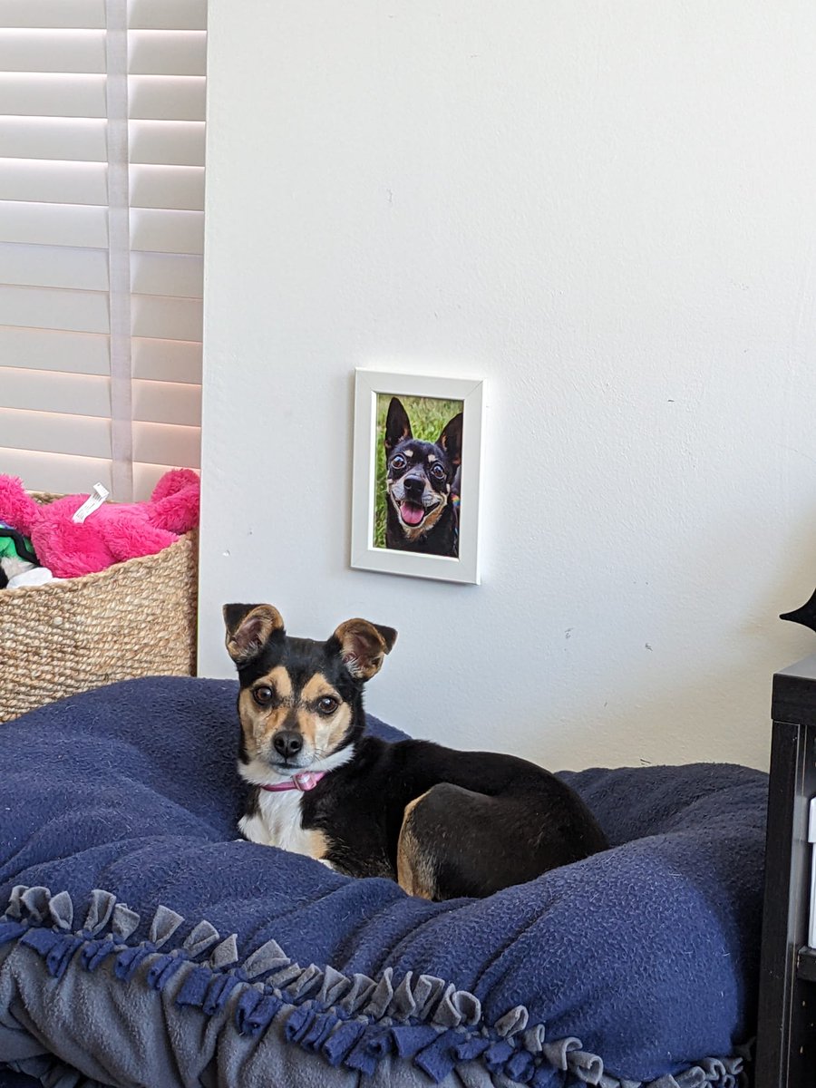 Newest member of the family: Pinchi She is a very sweet, timid little girl, who is comforted by the smell of our Taco Bella and enjoys getting to know the 7 dog beds she inherited.