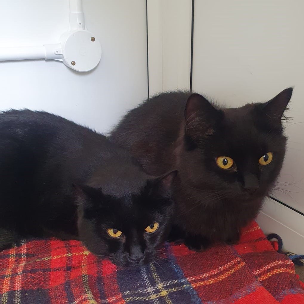 Meet Carlos and Enzo
A little shy at first but we've no doubt when settled in a home and their trust is gained they will be lovely companions. You can learn more about these beautiful boys, and all the other cats we have available to adopt on our website: cats.org.uk/telford