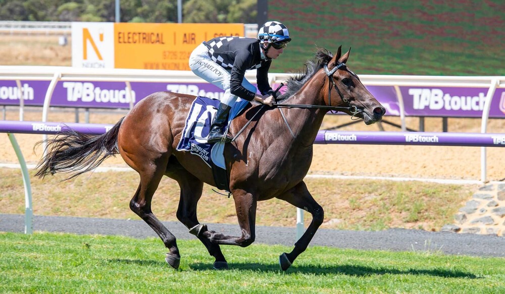 'She's absolutely flying and there's no Bustling.' Russell Stewart on Gold Kathleen extending her 2YO campaign at Belmont on Saturday. rwwa.com.au/blog/stewart-p… @santassnippets @WesternRacepix @PerthRacing @TAB_touch