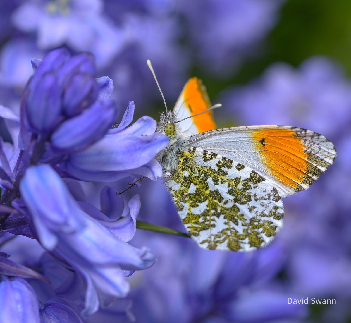 Orange Tip. @Natures_Voice @NorthYorkMoors @YorksWildlife @WoodlandTrust @savebutterflies @BC_Yorkshire