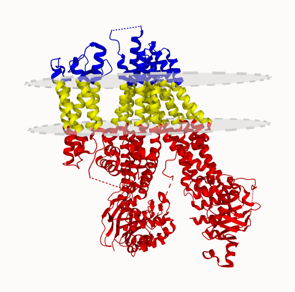 Cleaved Ycf1p Monomer in the Beta Conformation. Check the #cryoEM #structure of this #membrane #protein in the UniTmp database.

pdbtm.unitmp.org/entry/8sql