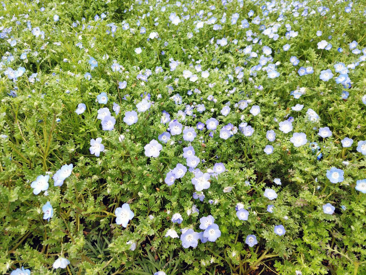 本日、埼玉県、滑川町にて、 雨露に、濡れた、小さなネモフィラ畑を、 見つけました… ＃ネモフィラ