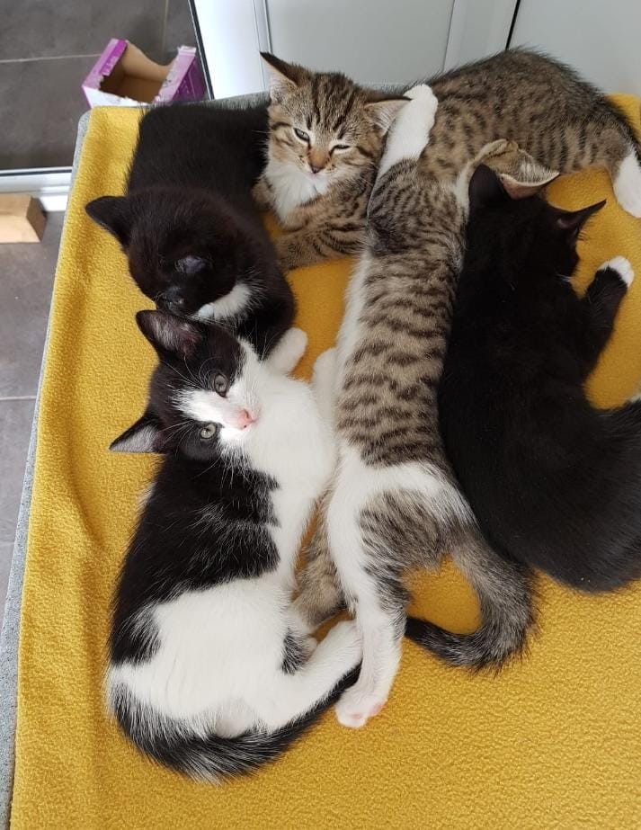 Meet Minstrel, Predro, Brogel, Badger and Jet. This adorable group of brothers are now 9 weeks old and looking for their forever homes. Full details are available here: cats.org.uk/telford