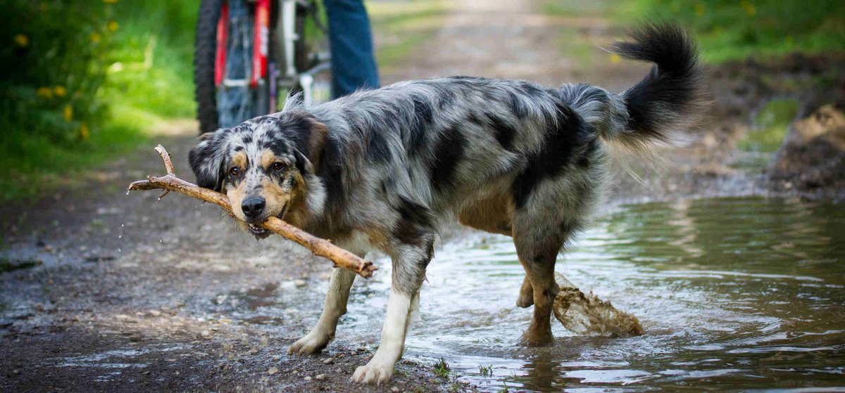 Anybody need daily dog walks in #Sidcup, #DA14 or #DA15?  Slots available for just £10 per hour! Fully insured, DBS checked, experienced Ltd pet care company.  For more info see:  readypetgo.co.uk/dog_walking_si… [892]