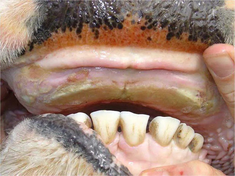 Bluetongue is a viral disease primarily affecting domestic & wild ruminants, including cattle. It is transmitted by certain Culicoides midges and is prevalent in various regions globally. Understanding the key aspects of bluetongue is crucial for effective management and control.