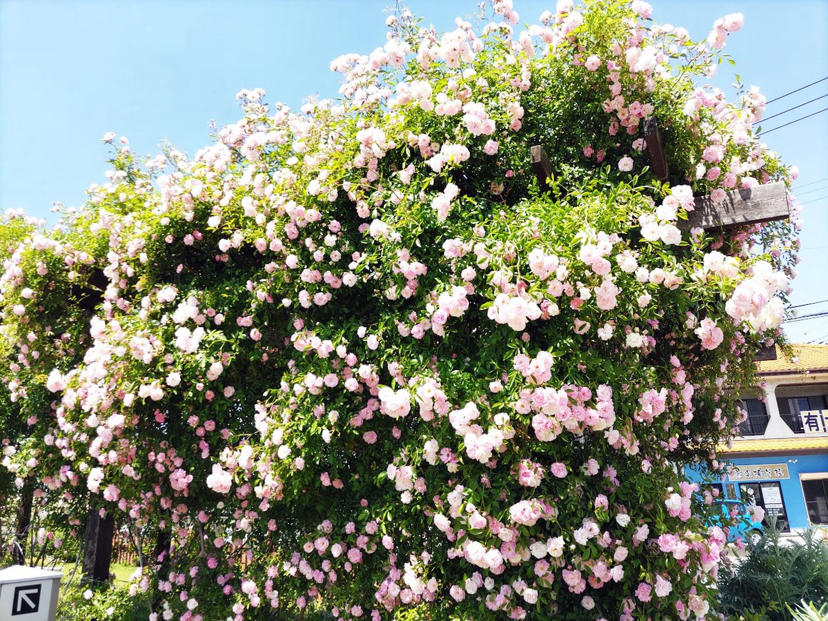 埼玉県東松山市の、松本町一丁目緑地、です。 松本町一丁目緑地は、春のバラをはじめ一年中お花を楽しむことができます。 春は特に「ハルガスミ」というつる性のバラのトンネルや様々なバラを楽しむことができます。 【撮影：2024.05/10】 ＃バラ　＃薔薇　＃ばら　＃バラ園　＃松本町一丁目緑地
