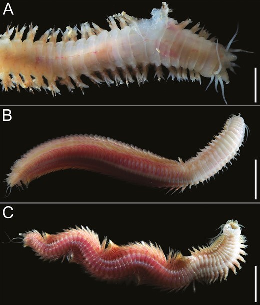This months #EditorsChoice reveals a 3 new eyeless #Nereis (polychaete worm) species from the deep sea, found up to 3285m deep in the SW Atlantic! Read more about them below 👇 ow.ly/hb8C50RHiWW @LinneanSociety @OxfordJournals @GilbertoBergamo
