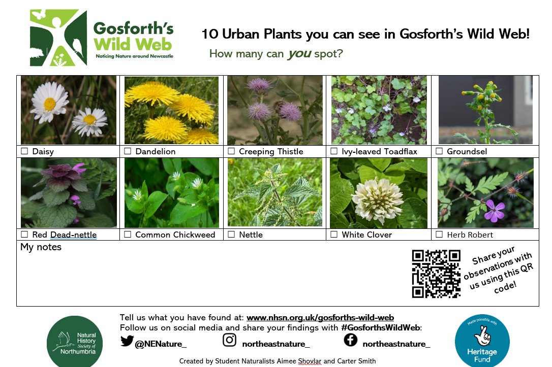 Now is a fantastic time to look closer at the wonderful weeds growing in the cracks on your street. Whilst out and about, why not use this handy #GosforthsWildWeb spotter sheet to help you identify those you see? ⭐ Download this guide and more ➡️ ow.ly/Cgj450R9bHi