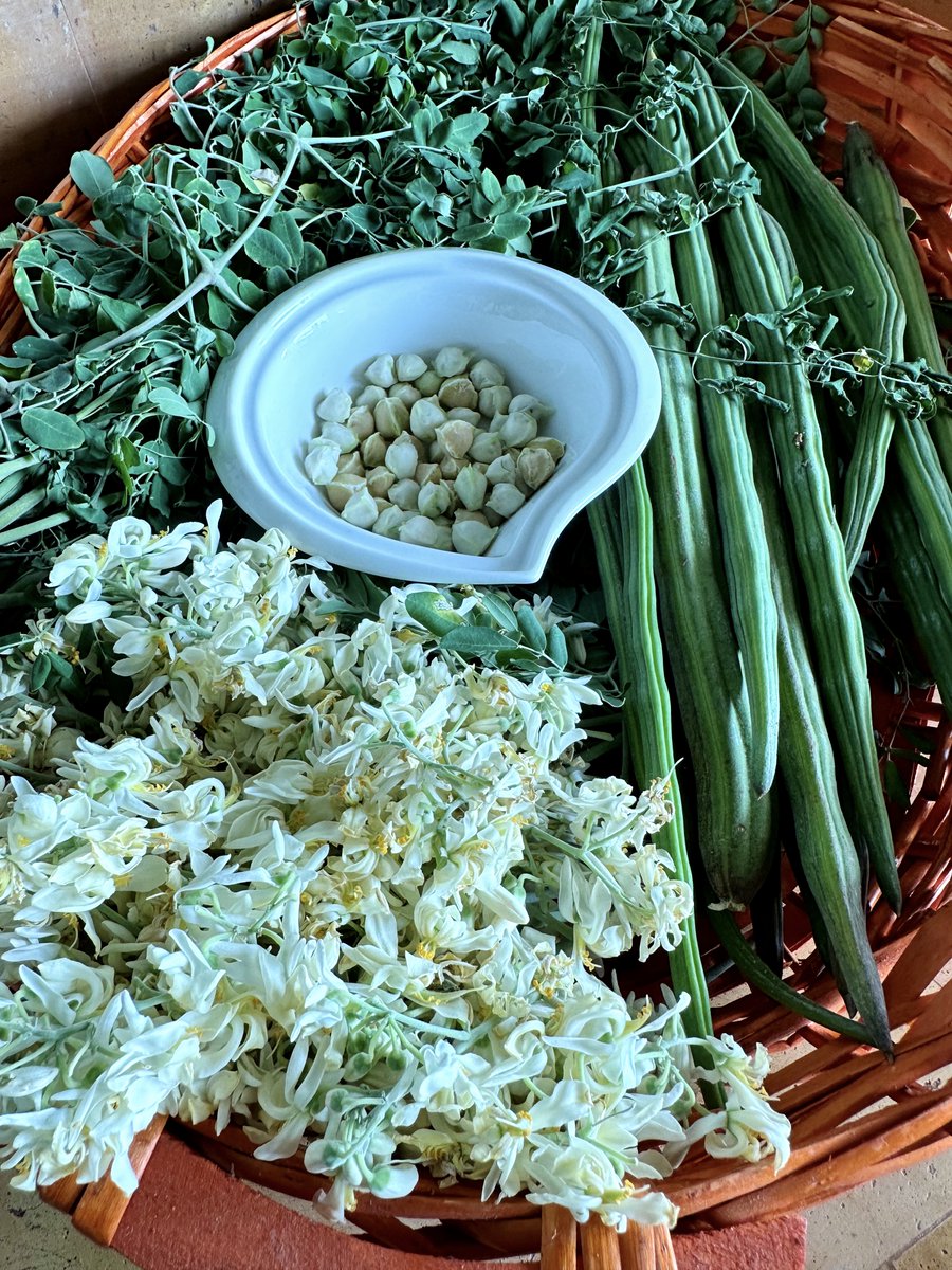 من حصاد شجرة المورينجا 😊🌾💚
أزهار  المورينجا  وأوراقها  وبذورها
مفيدة  جداً.

#زراعة_عضوية
#زراعة_منزلية
#بذور_عضوية_غير_مهجنة
#الطبيعة

بعدستي
🌟