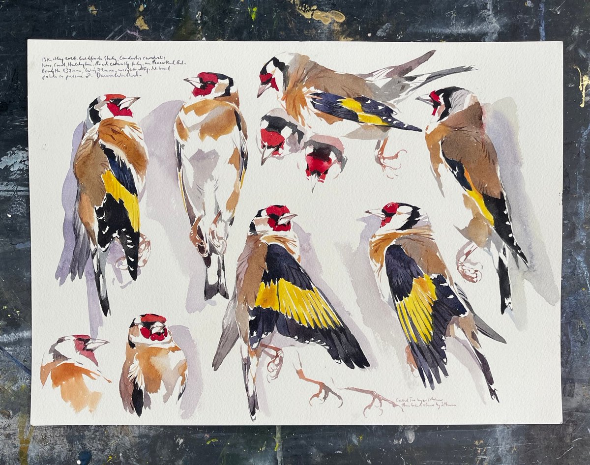 Goldfinch study, Watercolour, 260 x 360mm. Fundamental to all my work is my childhood passion for the understanding of the natural world. To this day I never pass on the opportunity of studying the real thing - here an unfortunate Goldfinch road casualty. nature at its finest 😁