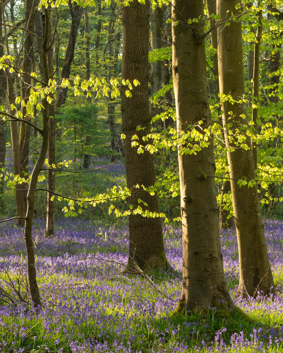 💚It's #MentalHealthAwarenessWeek.

🌳 Spending time with trees and woods can improve our self-esteem, boost our mood and reduce stress and anxiety.

🌱#ConnectWithNature and visit a woodland near you: bit.ly/3V37BAN