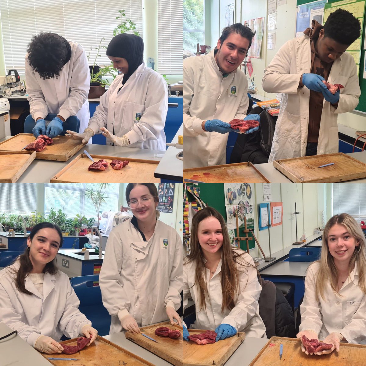 Our lovely Leaving Certs busily dissecting hearts on Tuesday. We know they’ll do great in June! #leavingcert