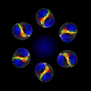 Faire danser les cellules pour comprendre l’organisation des tissus insb.cnrs.fr/fr/cnrsinfo/fa… La brisure de symétrie des cellules se retrouve dans leur mouvement, vérifiant ainsi le principe de Curie : les symétries de la cause se retrouvent dans les effets @CNRSbiologie @CNRS