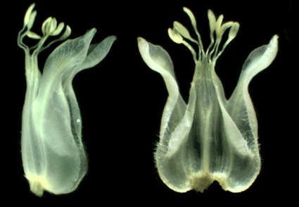 Phytotaxa's tweet photo. Candolle was wrong, but finally right: Polygala ovata belongs to Hebecarpa (#Polygalaceae)
https://t.co/0SMlpYW6H9
#Taxonomy https://t.co/mqia2qwB02