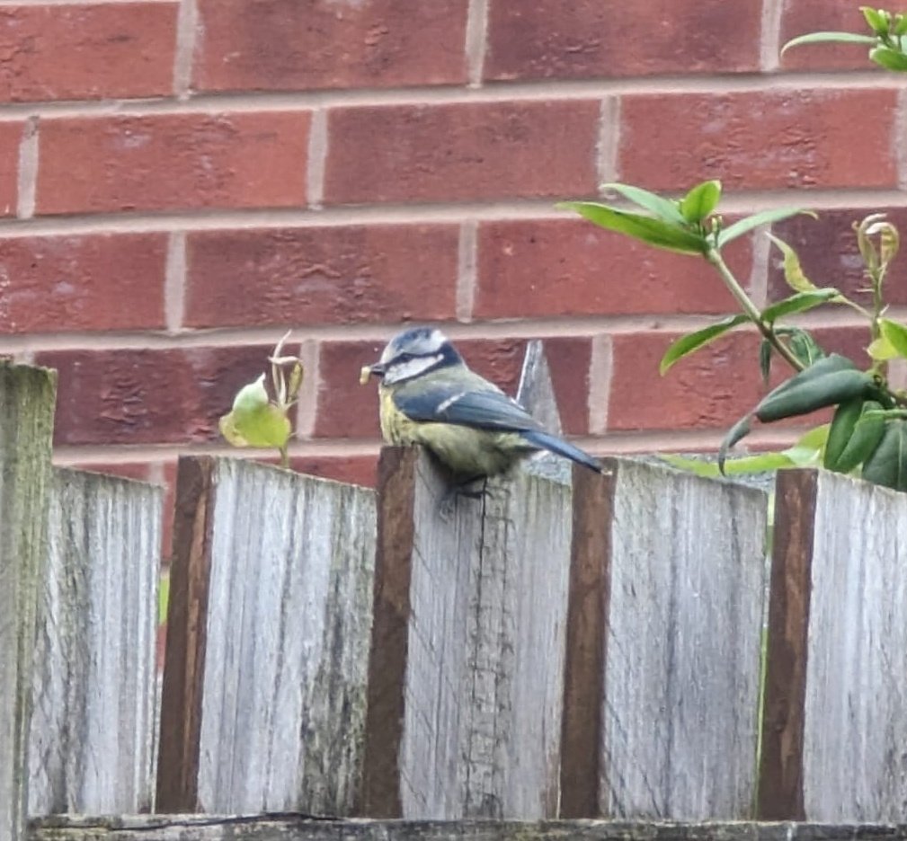 One of the family of bluetits that lives in our bird house 😍