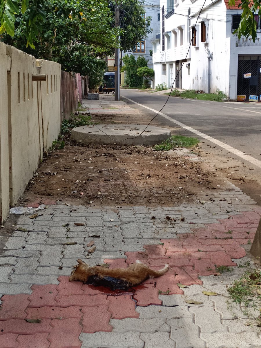 Chandrakanta73's tweet photo. Thanks to @bmcbbsr for your immediate response 🙏
But we don't know may be it is the lack of interest of the cleaning Staffs or a response to the complaint they intentionally left a decayed body of a Dead Cat.
This issue should have been taken care properly 🙏

Thank You. https://t.co/P2bFlh7nCL