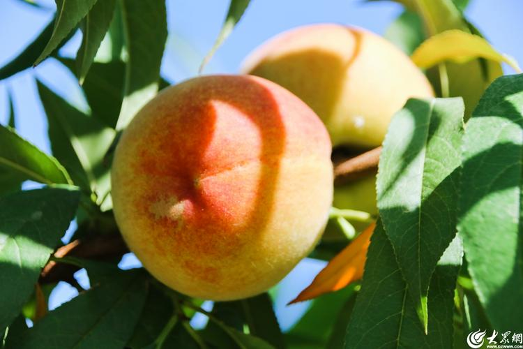 #Linyi's Mengyin county has been developing a thriving peach industry, creating a unique path for fruit cultivation. By optimizing varieties and modifying seedlings, the quality of its peaches has continually improved, bringing their sweetness to more people. #LinyiFocus