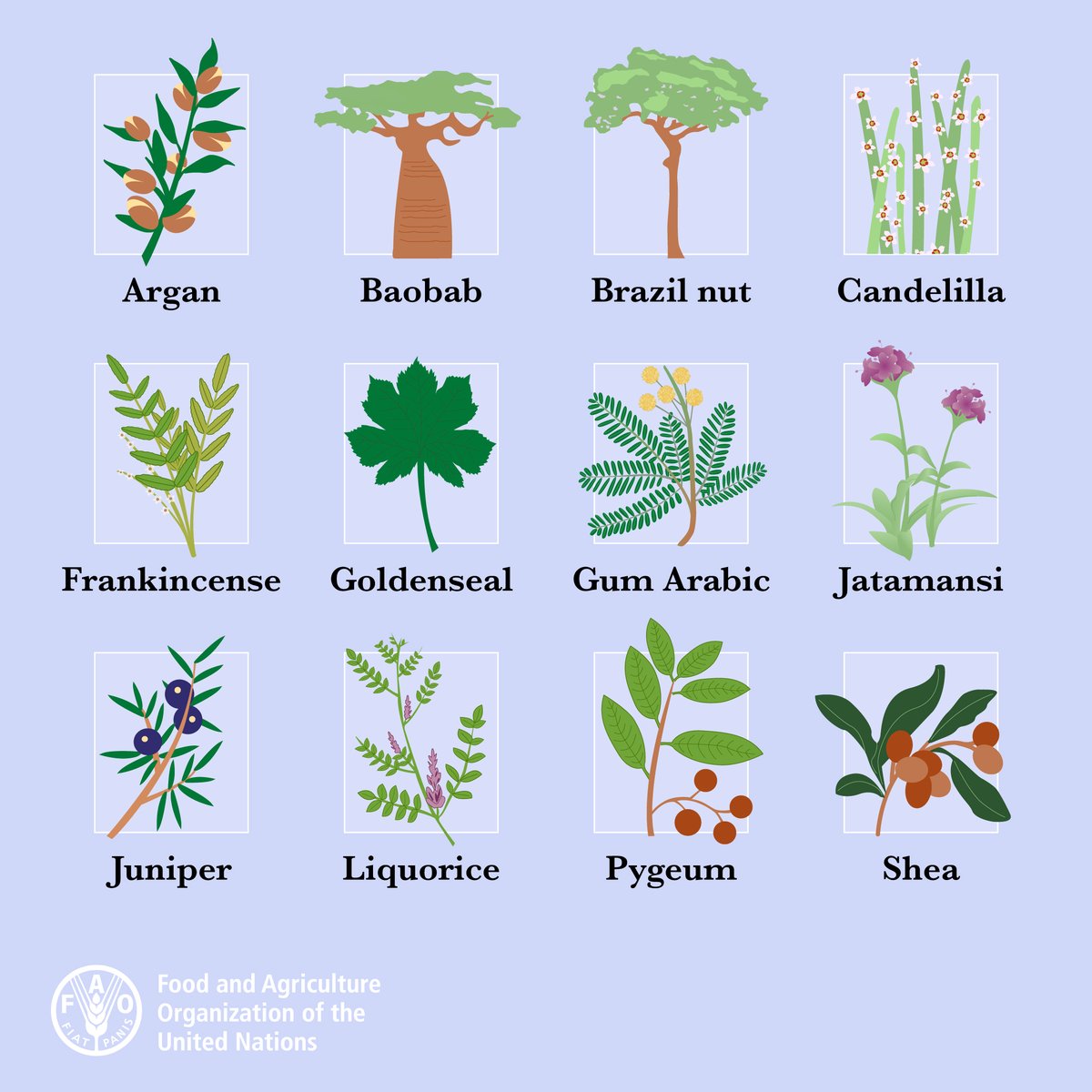 Plant blindness has left initiatives that promote sustainable plant use & conservation lagging behind. But plants, especially wild-harvested ones, are vital to our everyday lives. How @FAO is protecting 12 plants hidden in plain sight: fao.org/documents/card…