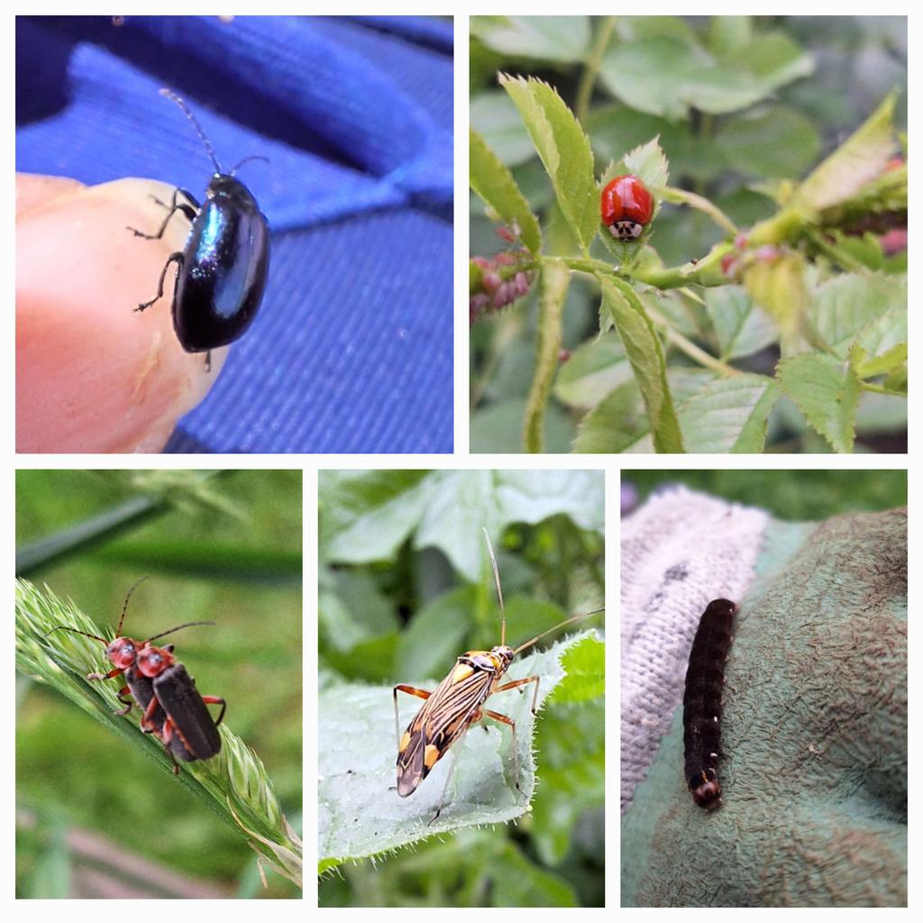 Update from Horticultural Society - we have an abundance of invertebrates, as a direct result of us giving them shelters to overwinter in, and not mowing the garden. 
A selection attached - 
@EcoSchools 
@rickyschool