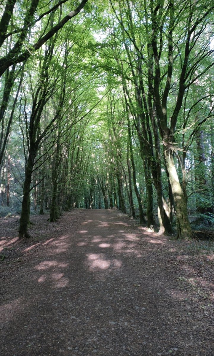newbee75's tweet photo. Day 4 already @hsesteps well done to our Walkie Talkies team who are clocking up some miles 👟👟☀️☀️ blessed to be surrounded by such amazing places to walk in Laois @MLMCommHealth @HealthPromoOLOL #HSEStepsChallenge #MLMSteppers https://t.co/hVGwDTUypm