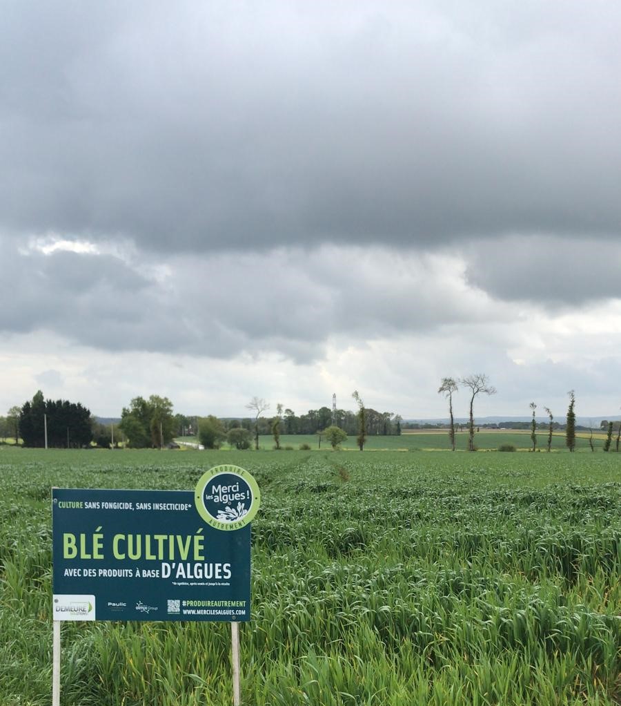 DEMEURE Solutions (@demeuresolution) on Twitter photo Blé Meunier MLA
Nos agriculteurs sont engagés dans la filière de qualité "<a href="/MerciLesAlgues/">Merci les algues</a>".
Soucieux de l'environnement, ils cultivent des blés sans insecticide, ni fongicide de synthèse, du semis à la récolte, grâce à des solutions alternatives à base d’algues Blé Meunier MLA
Nos agriculteurs sont engagés dans la filière de qualité "<a href="/MerciLesAlgues/">Merci les algues</a>".
Soucieux de l'environnement, ils cultivent des blés sans insecticide, ni fongicide de synthèse, du semis à la récolte, grâce à des solutions alternatives à base d’algues