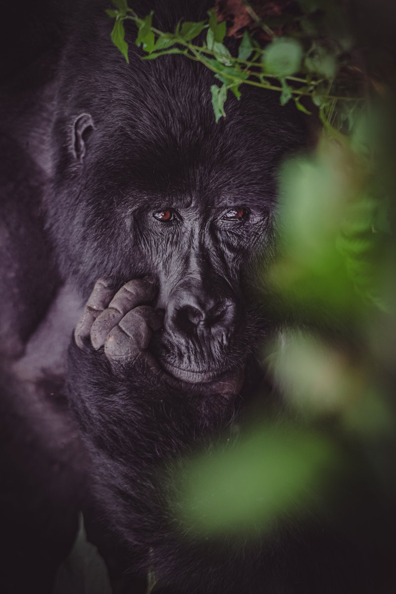 Look of wise-men | Bwindi | Uganda
#conservationmatters #apesofafrica #gorilla #bbcearthmagazine #discoverwildpaws #mountaingorilla #africanecosystem #keepitwild #bwindi #ugandawildlife #discovernature #GorillaBehavior #discoverychannel #primates #ForestKingdom #bownaankamal