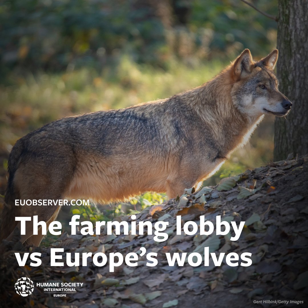 #Wolves are vital for ecosystem health, yet their protection status is under threat. Read the full article by Dr @joswabe, senior director of public affairs at HSI/Europe on @EUobs 👉 euobserver.com/opinion/158161 #HSIEurope #AnimalWelfare #AnimalProtection