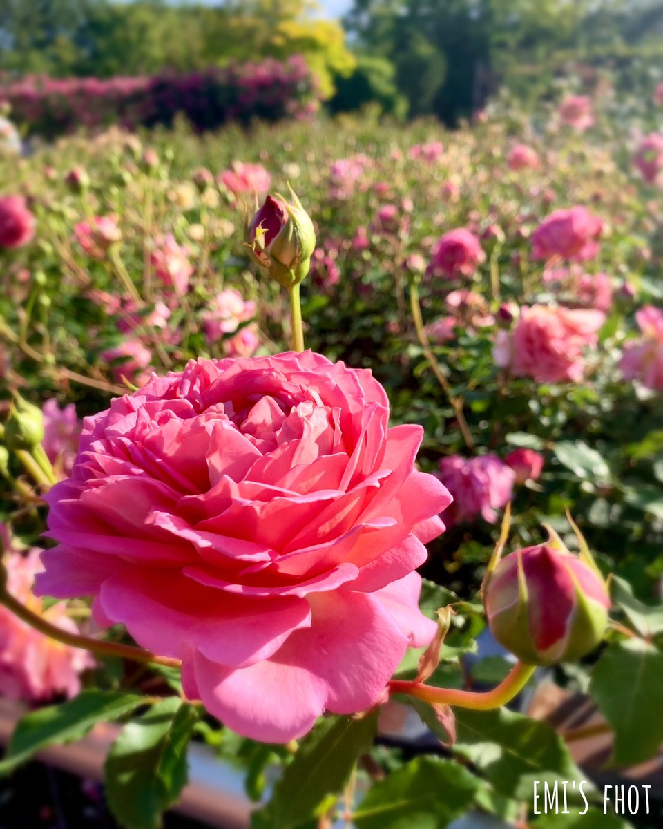 今日も一日お疲れ様でした 穏やかな夜をゆったりと お過ごしくださいね❀ 𓂃𓈒𓏸 今日も優しく繋がって いただいて本当に ありがとうございました 𓂃◌𓈒𓐍満開のバラが出迎えて くれました𓂃◌𓈒𓐍 #TLを花でいっぱいにしよう #松阪農業公園ベルファーム