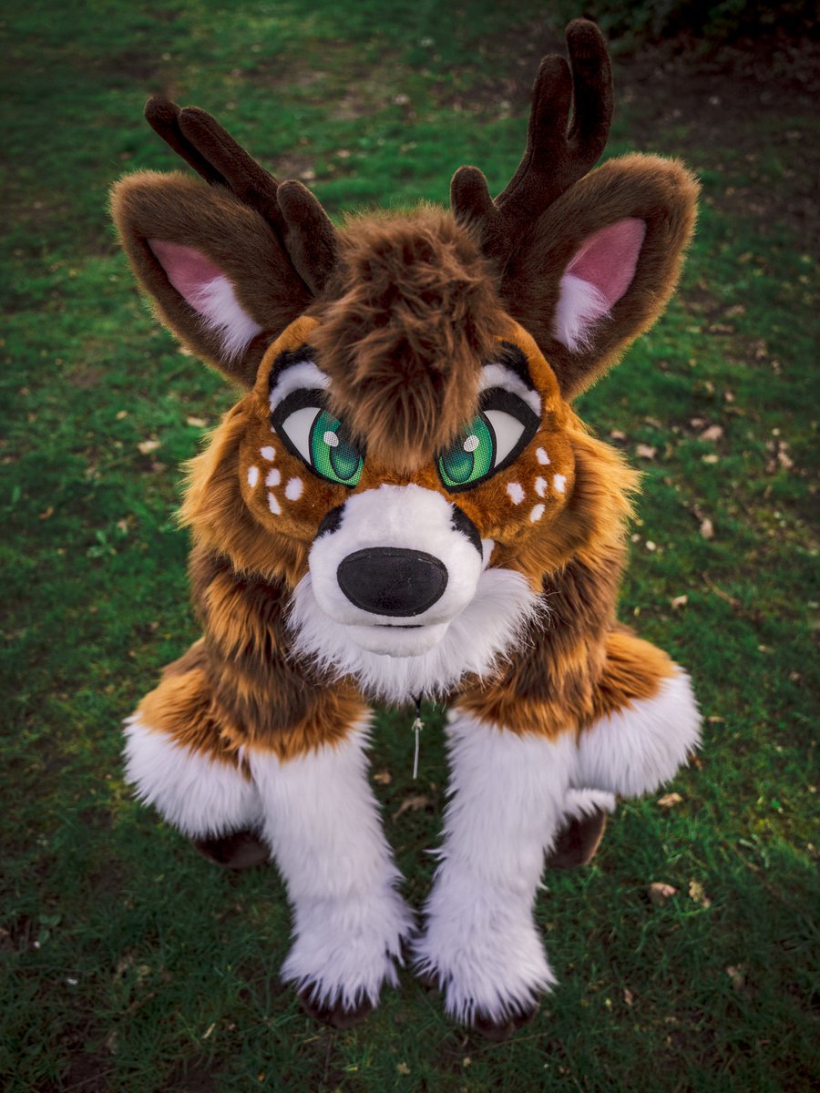 Nico_deer's tweet photo. I am puppy. Can I get head pats? ☺️

📸 @Nighti331 https://t.co/nidDD27jSX