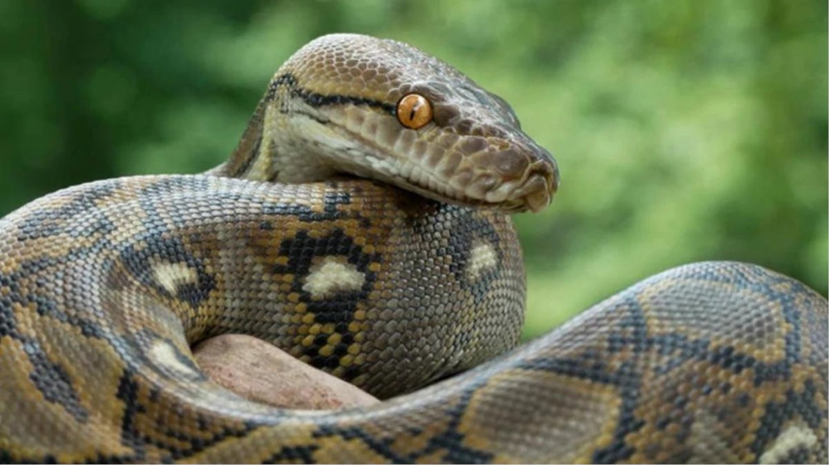 Muğla Fethiye'de üç gün önce bir bahçede görüldüğü iddia edilen piton yılanı korkuya neden oldu. Her yerde aranıyor. #usaturknews #piton #yılan #muğla #fethiye