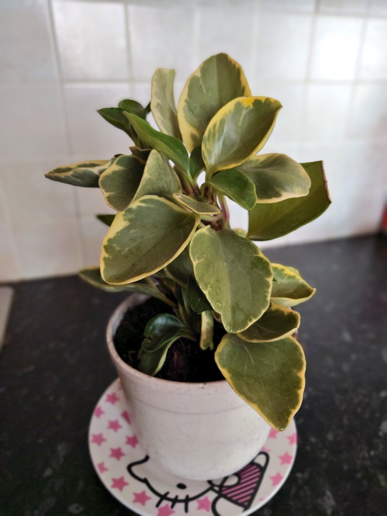 We've repotted a plant.

And it hasn't died.

I'm basically the new Charlie Dimmock now... 🤣
