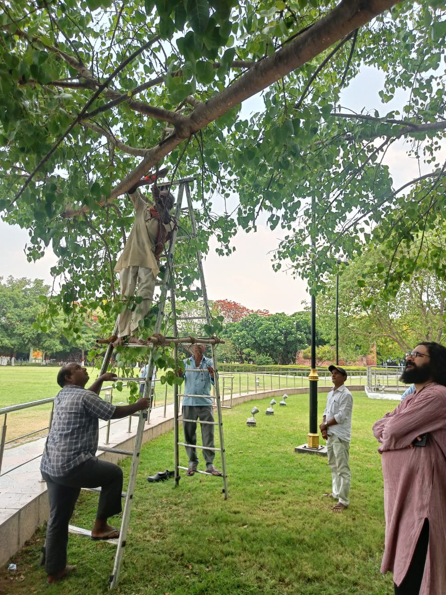 Dr. Santan Barthwal and Dr. Shailesh Pandey, Scientists, ICFRE-FRI, Dehradun visited Bodhgaya and Patna from 13 to 16 May, 2024 for health assessment of Holy Maha Bodhi Tree at Bodhgaya and Holi Bodhi Trees at Smriti Park, Patna and treated them for their maintenance.