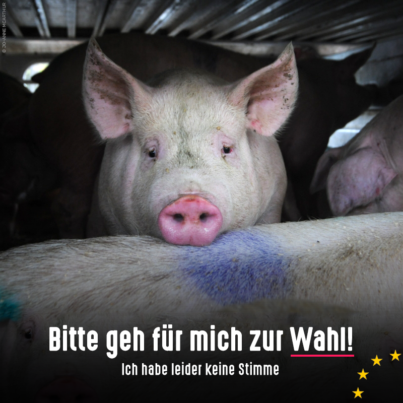 Als bevölkerungsreichstes Land der EU stellt Deutschland die meisten Abgeordneten, hat so auch den größten Einfluss auf den Tierschutz. Bitte geht am 9. Juni zur #Wahl! Welche Parteien sich für die Tiere einsetzen und mehr ℹ️ tierschutzbund.de/europawahl #VoteForAnimals #Europawahl