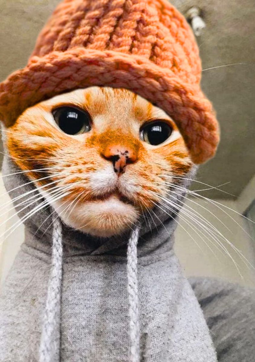saiyancrypto's tweet image. A cat wif a $HOODIE