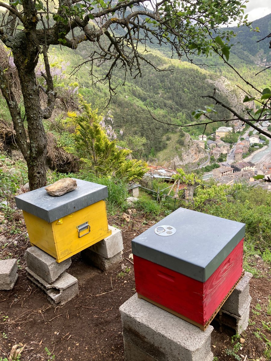 Ruches tendasques 💛❤️
Tende, @AlpesMaritimes 
#beekeeping #Alps
