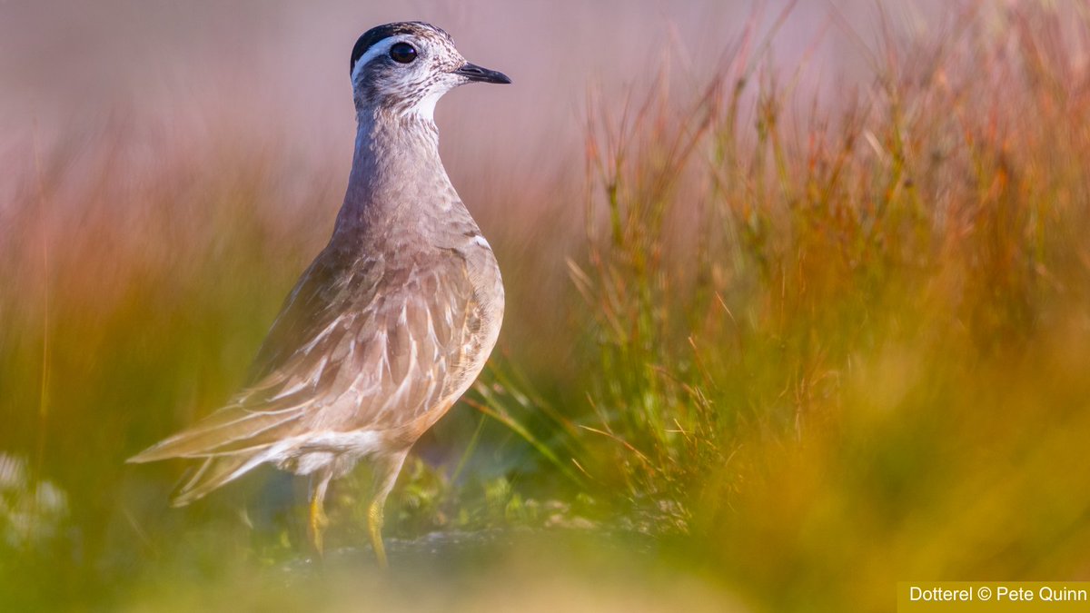 Tickets for our 2024 'Peatlands, People and Nature' conference are now on sale!

Join us in Aviemore from 17-19 September or remotely for our plenary sessions on Tues 17. 

Early bird prices available until May 31.

Find out more 👇 

buytickets.at/iucnukpeatland…

#PeatConf24