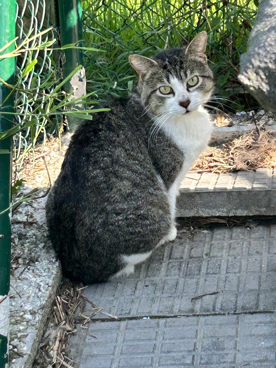 Rand, uno de los gatines error sacamos del lidl de Peñacastillo cuando empezamos las obras. Está disfrutando del jardín, cerrado con techo incluido por supuesto. Buscamos una #adopcionresponsable para él. #kittenlovers #gato #cantabria #kitten #catlover #adopción #cat #16mayo