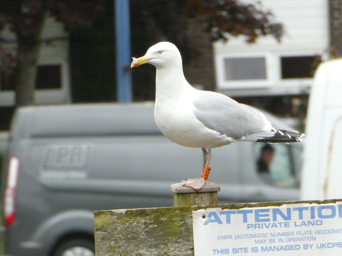 This fine Herring Gull was around Filey train station. Ring from North Thames ringing group.