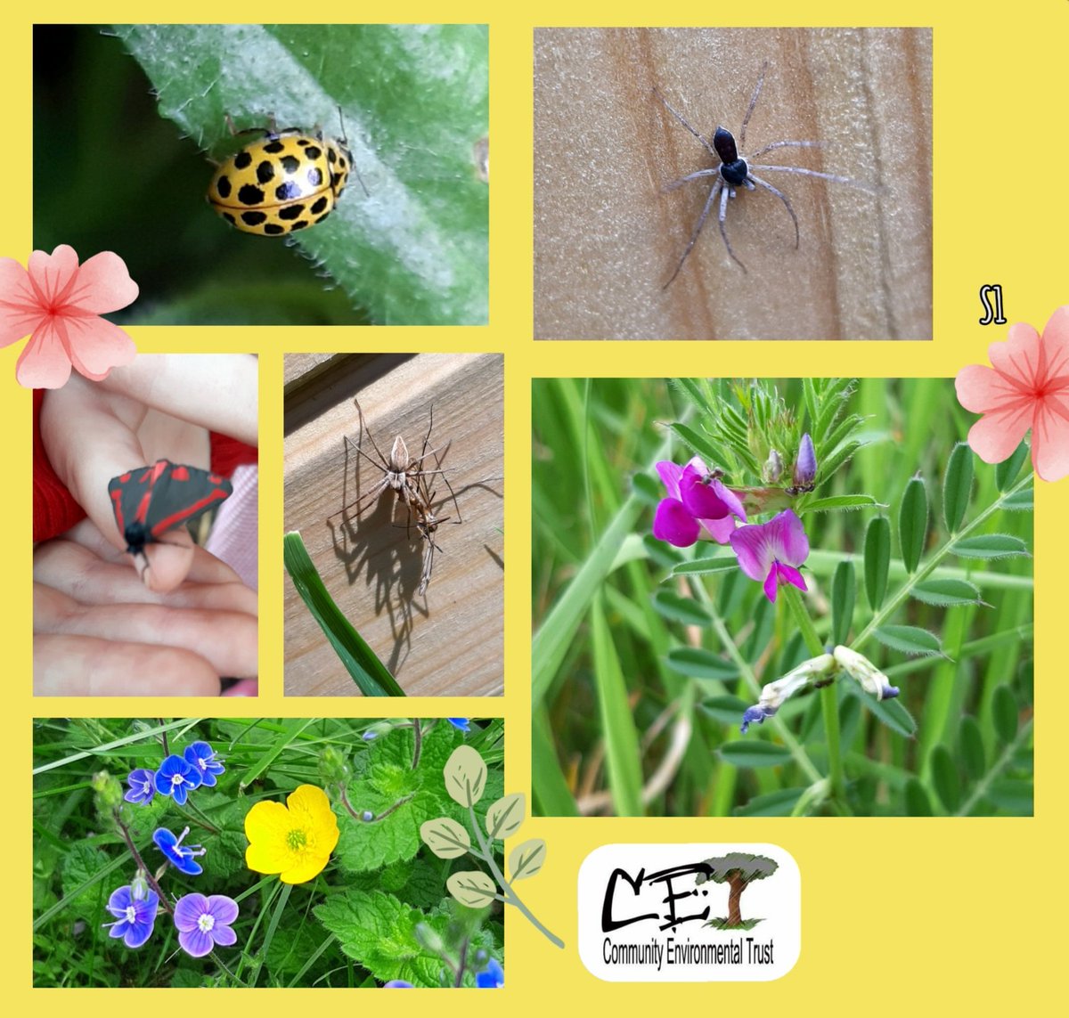 🌳 @HMC_School Just look at the flora and fauna finds at #forestschool 22-spot ladybird, crab spider, cinnabar moth, nursery web spider, common vetch and some very pretty speedwell & buttercups. WOW! @WTBBC @EcoRecording @NaturallyBirmi1