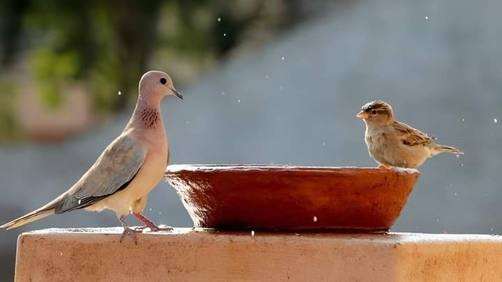 वैशाख-ज्येष्ठ माह तेज गर्मी के महीने है जितना हो सके उतना बेजुबानों के लिए पानी की व्यवस्था करें

#savewater #savelife
#savewildlife #rajasthan #desert
#Good_afternoon 🥳