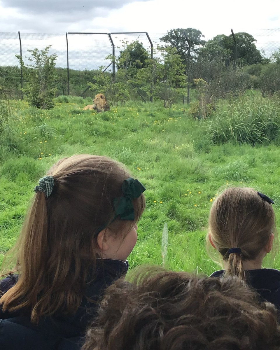 Packwood Acorns enjoyed their trip to Chester Zoo, where they learnt about many African animals, to tie in with this term's topic, 'An African Adventure'. They visited animals from other parts of the world too and had a most enjoyable time. #PackwoodAcorns