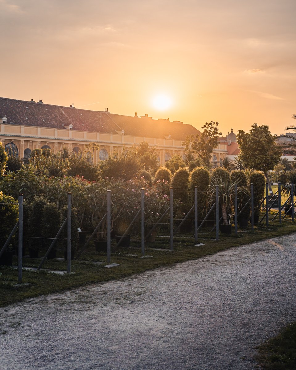 🍊 Get ready for the #Vienna #Citrus Days! 🍋 From Friday, May 17 - 20, you can learn about the rich history of citrus cultivation in #Schönbrunn. Come and enjoy an exciting program at the #WienerZitrustage! ℹ️ zitrustage.at