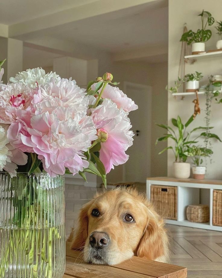 flowers have a positive effect on your mood 💐🌻