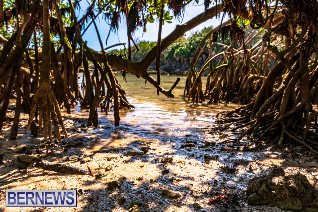 A glimpse into part of the island's ecosystem...Mangrove trees in the east end #Bermuda #ForeverBermuda Bernews.com