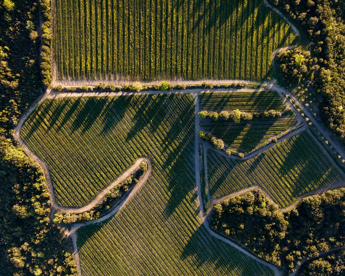 Lines traced on the soil as prints that portray our passage and our history.

#TenutaLuce #LuceLovers #Montalcino #Tuscany #wine #winelovers #winetime